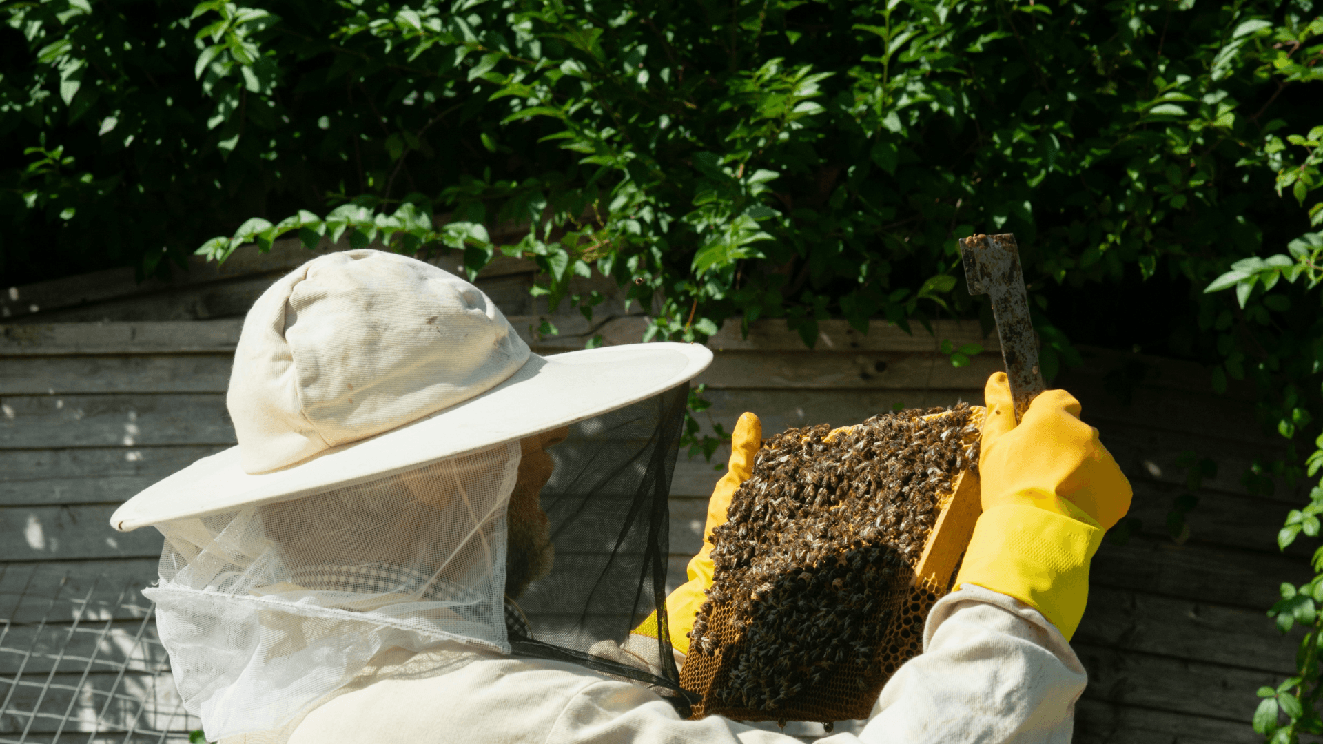 Beekeeping and sustainability