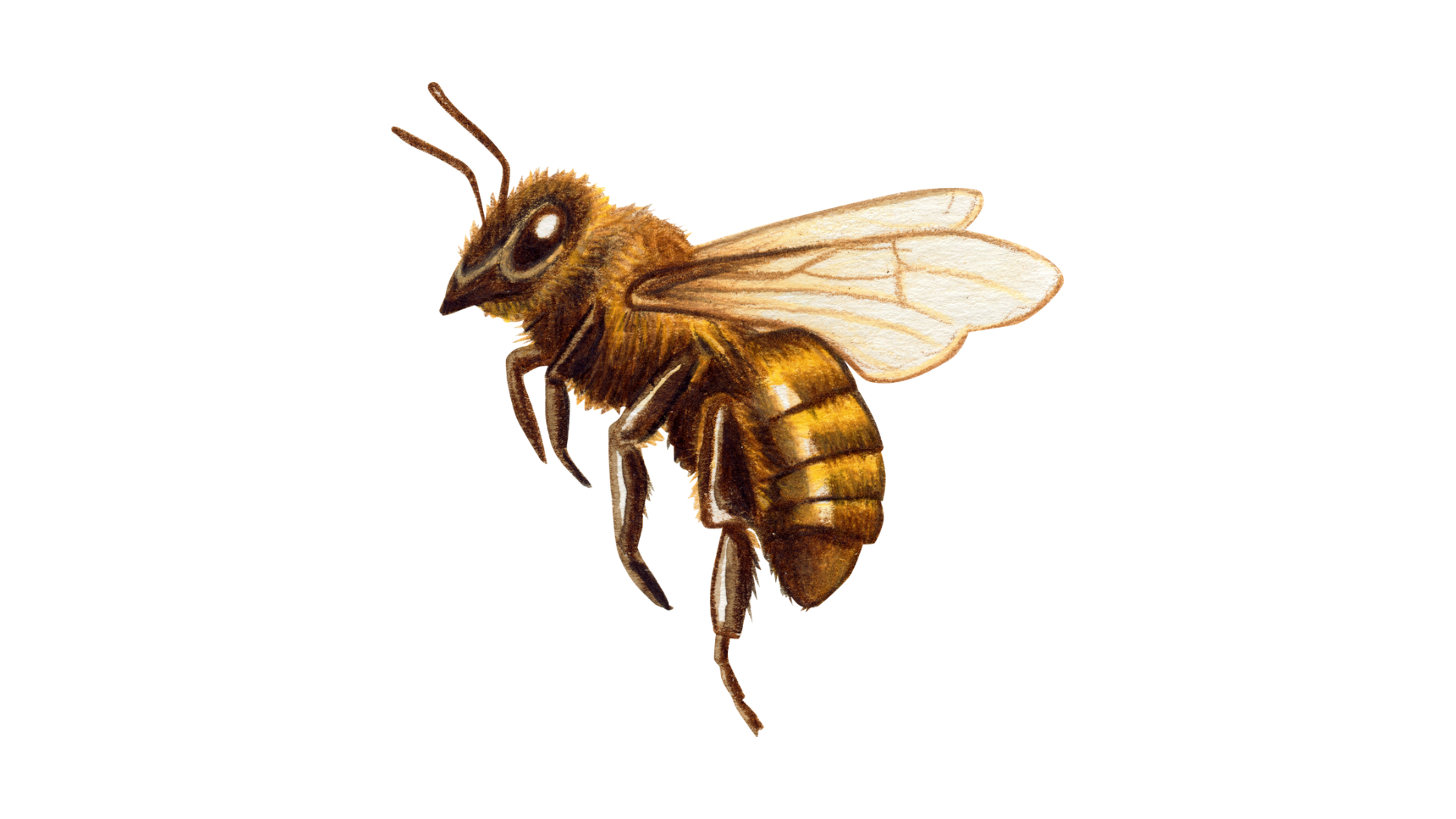Bee icon